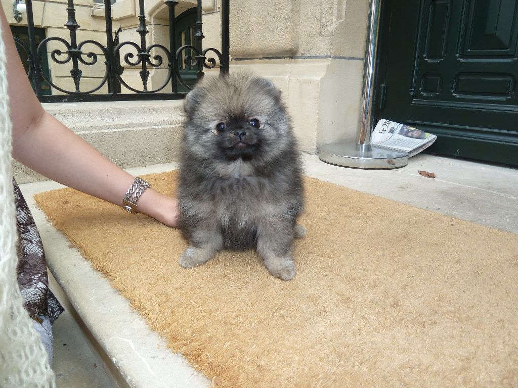 CH. Jaeger Des Oursons Du Dérot